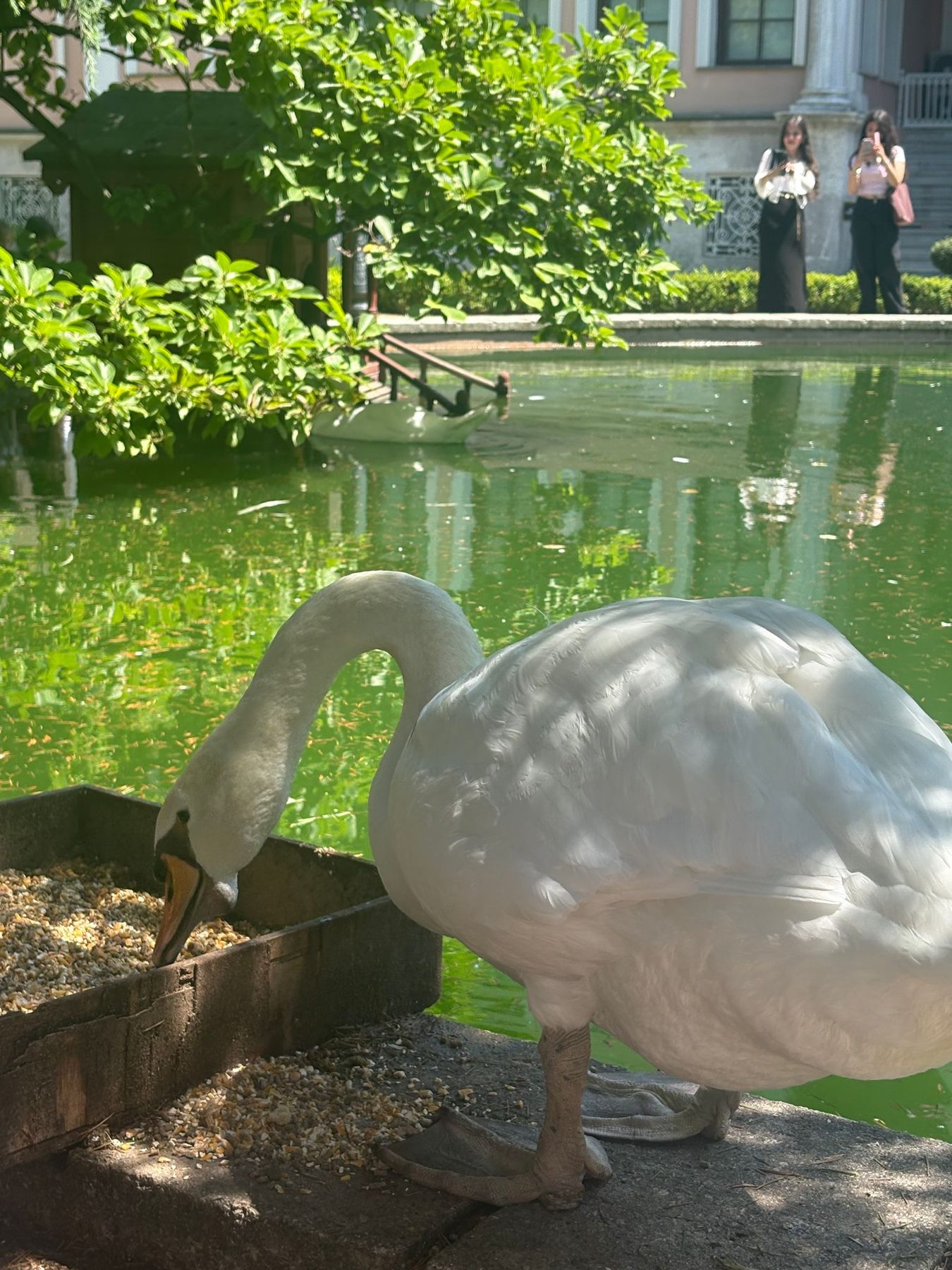A white swan beside a green palace pond