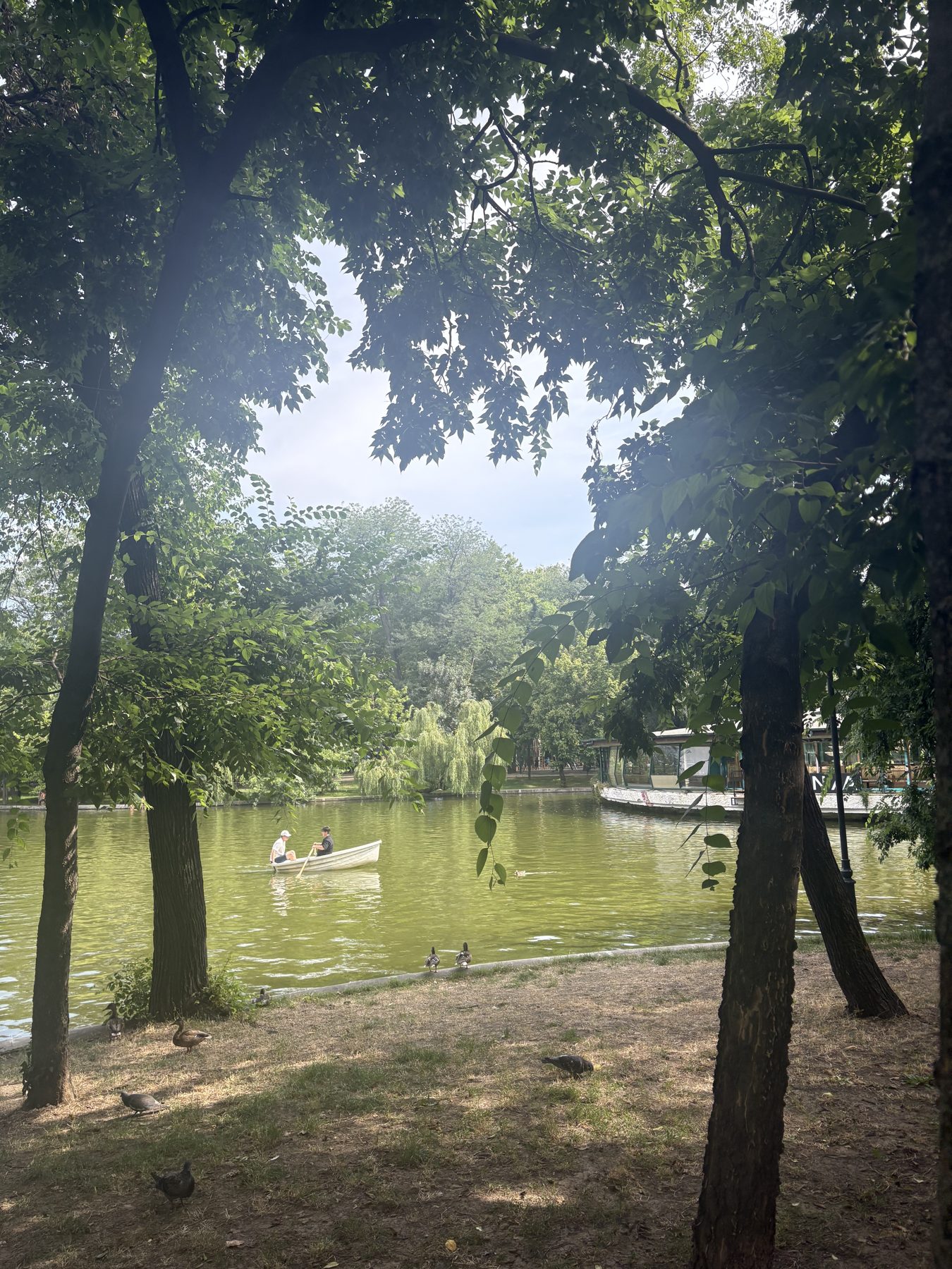 Sunlight through park trees in Bucharest