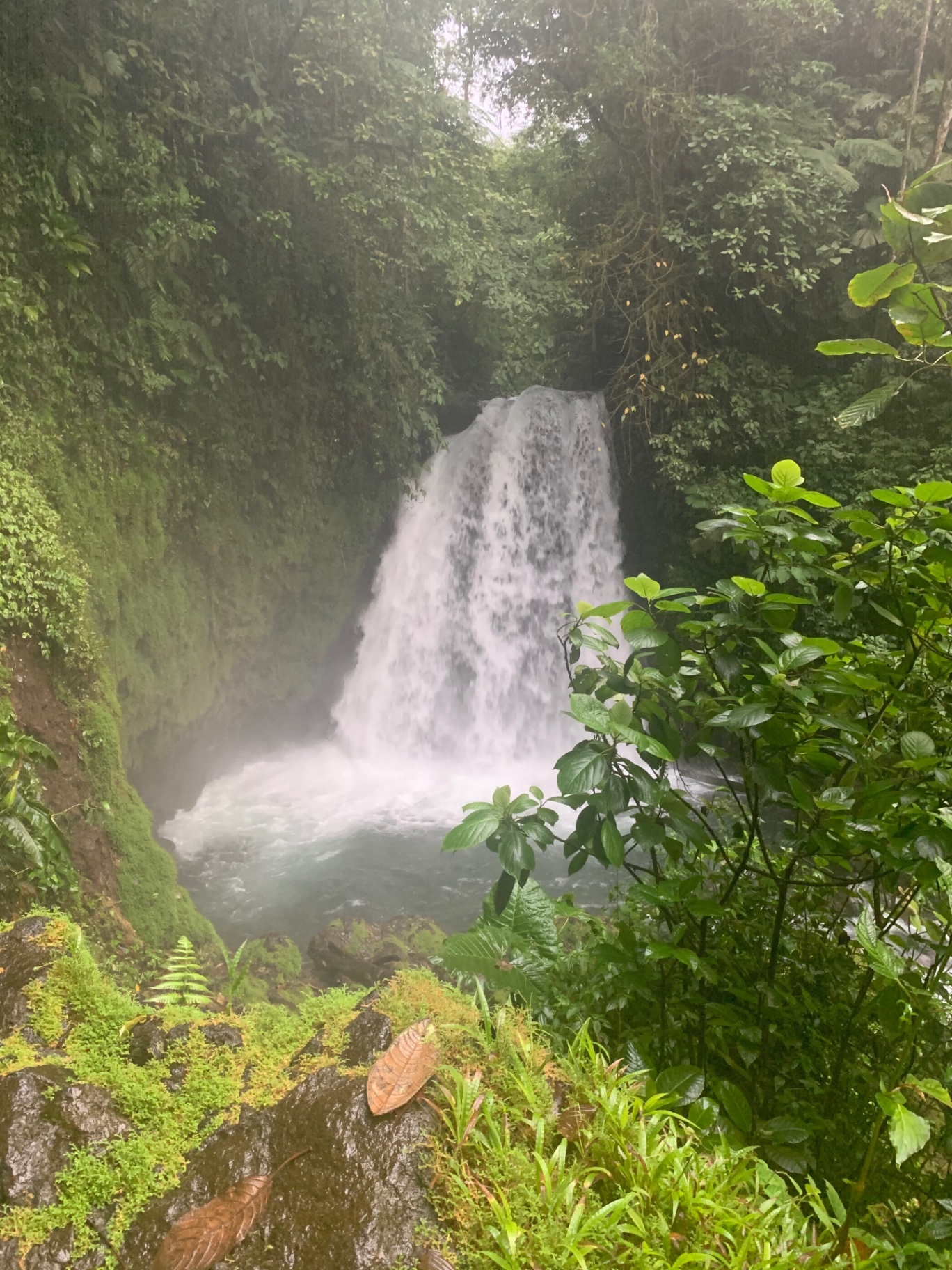 A misty jungle waterfall surrounded by ferns and dense green foliage