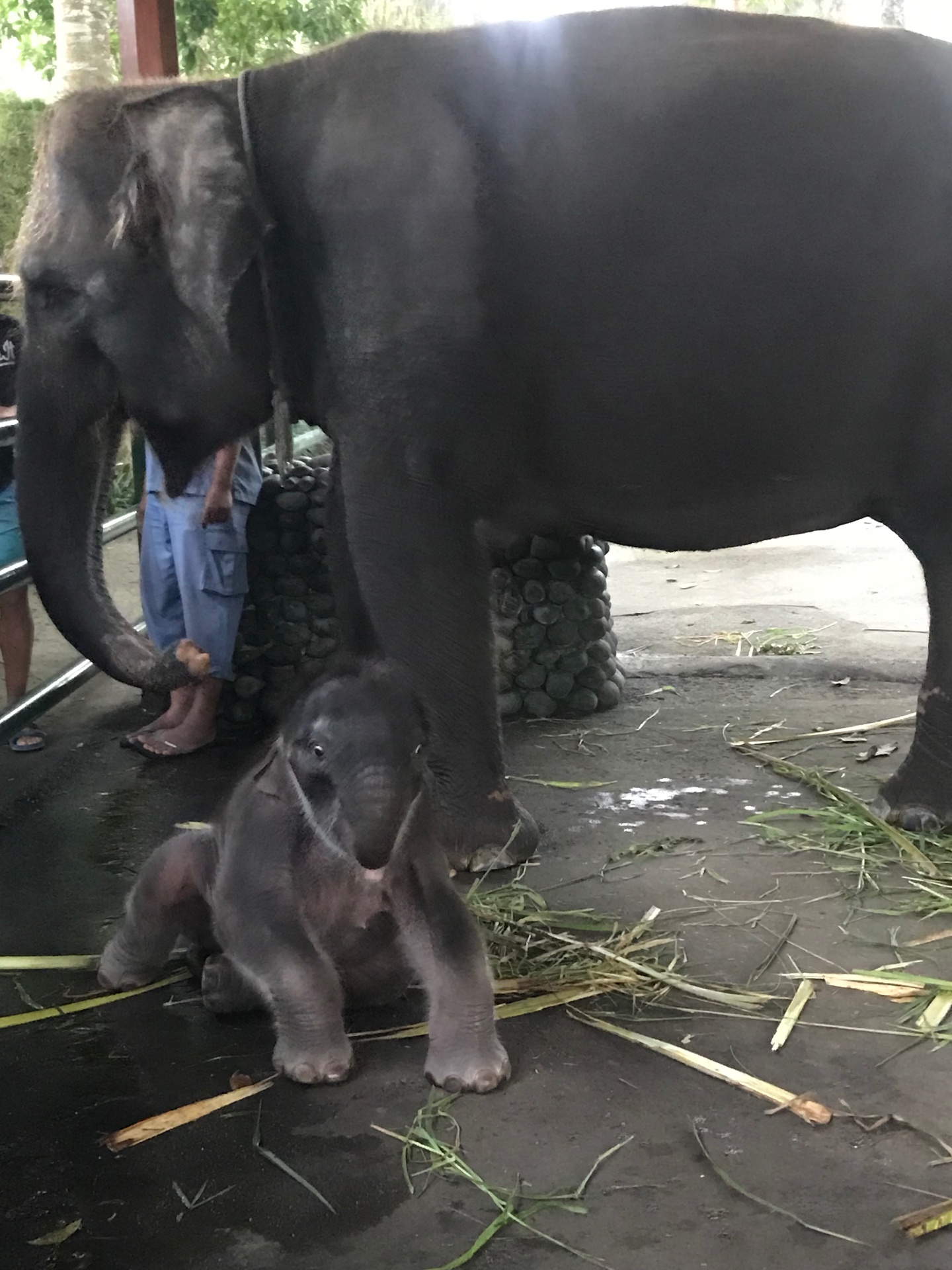 A mother elephant and her newborn calf at a Bali sanctuary