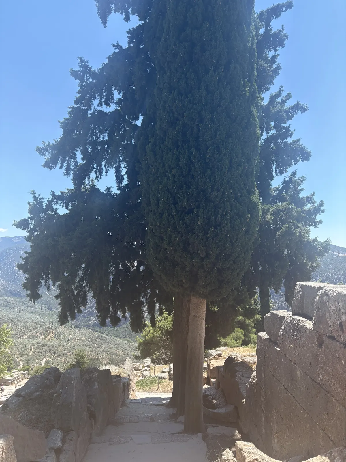 A cypress rising over the stone path at Delphi