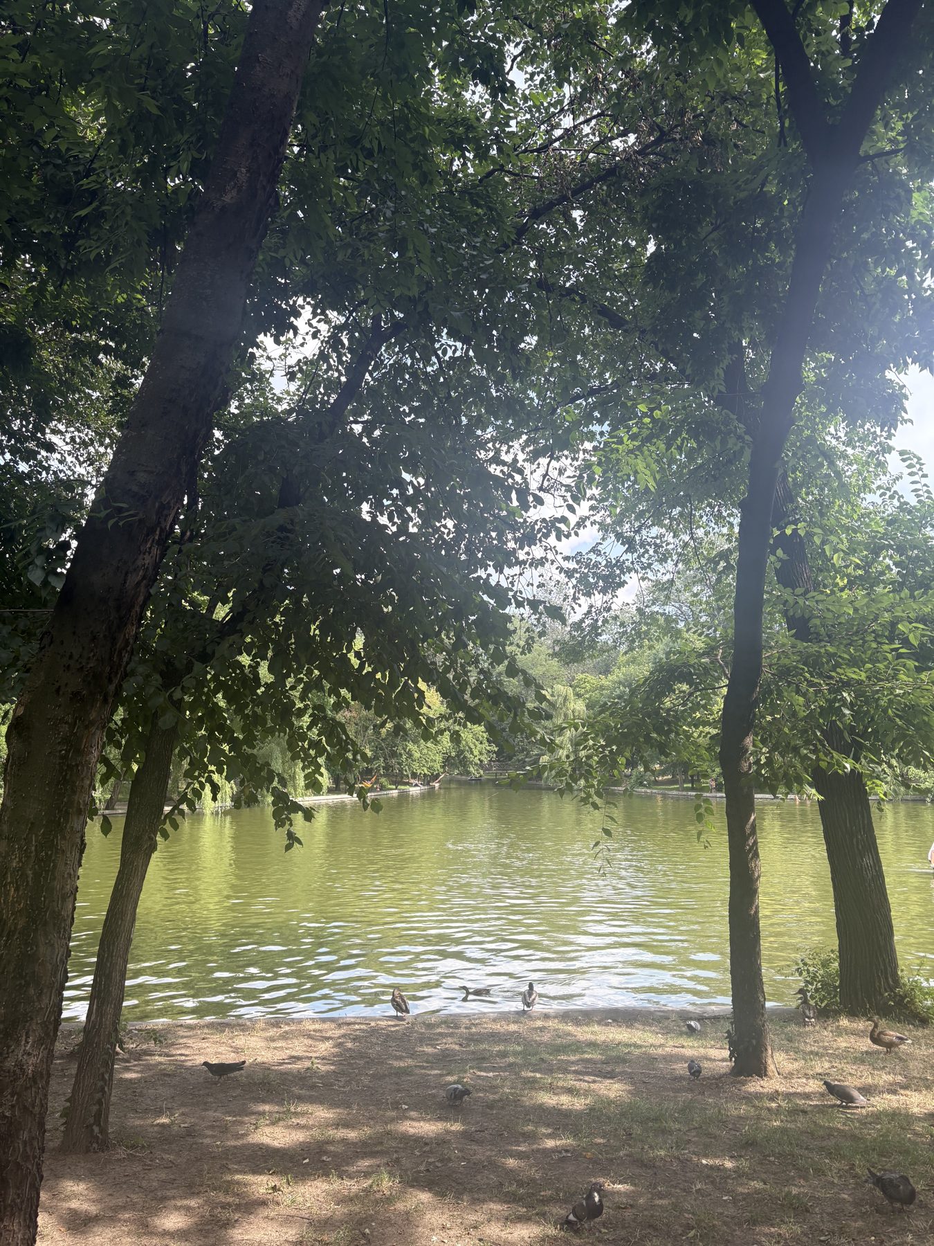 A shaded park lake in Bucharest seen through trees