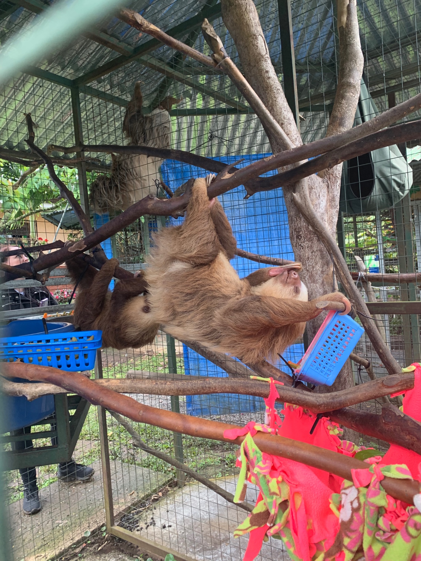 Two-toed sloths climbing branches at a Costa Rican wildlife sanctuary