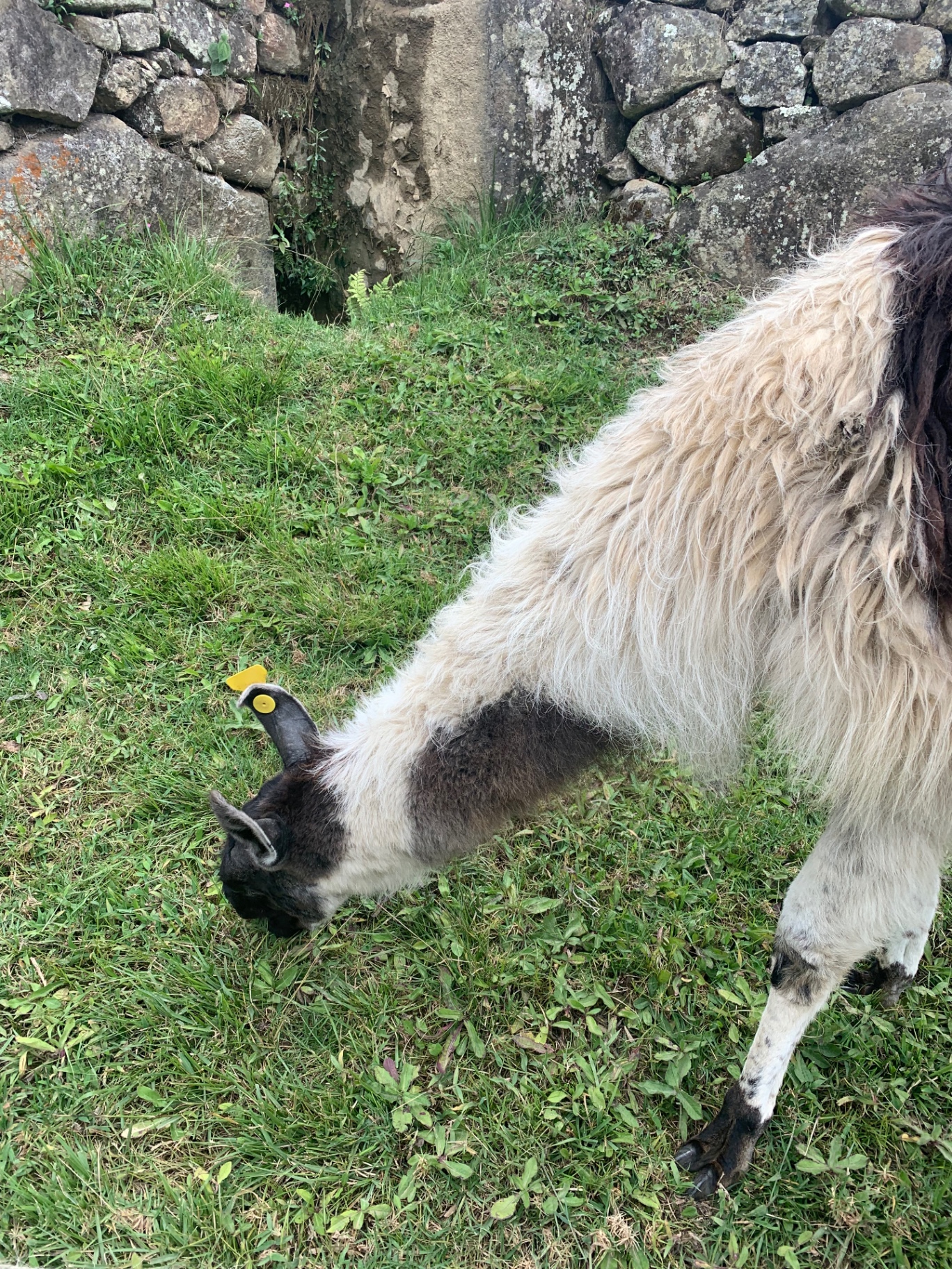 A llama grazing beside Inca stone walls at Machu Picchu