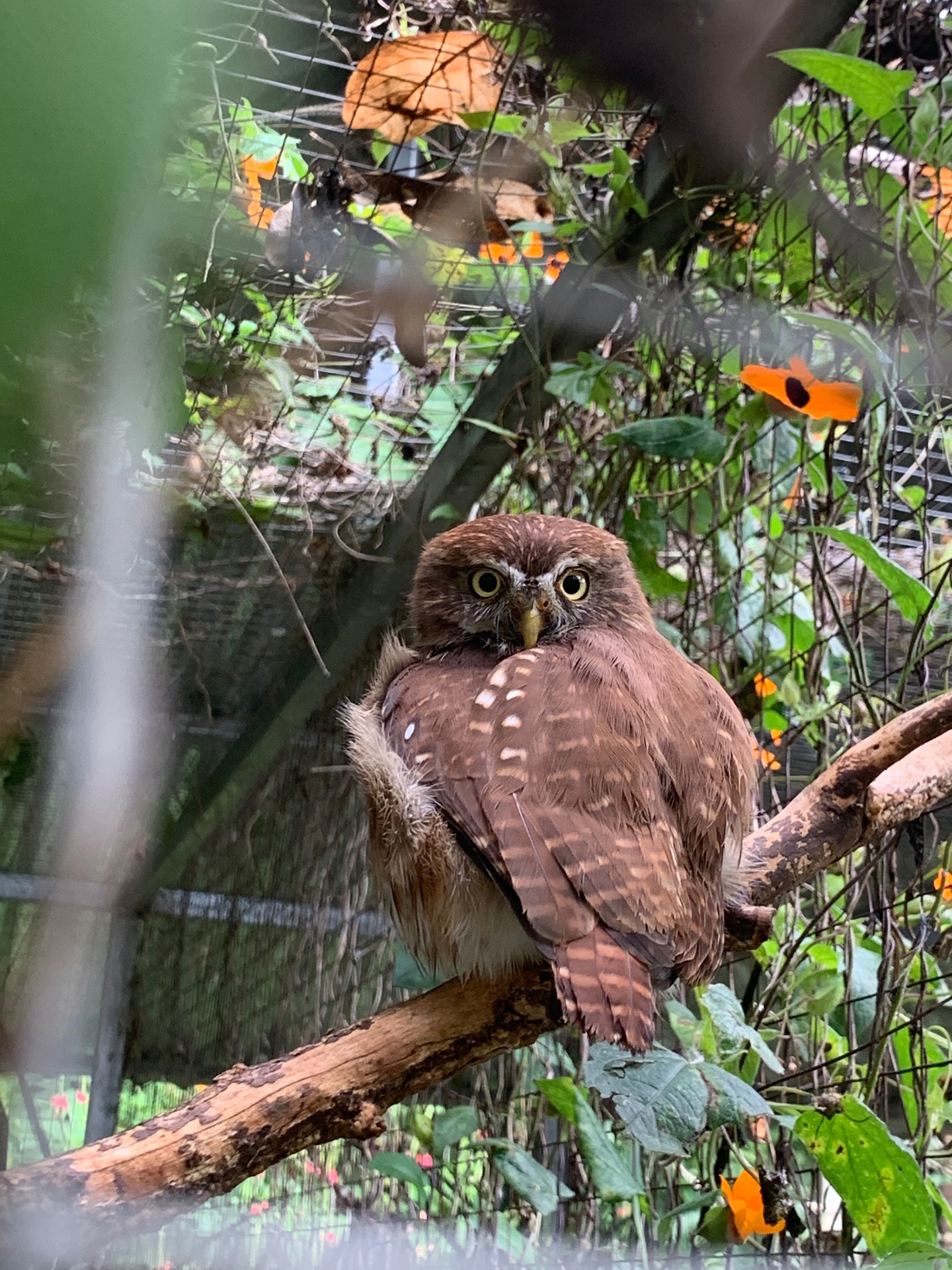 A pygmy owl perched on a branch among orange flowers