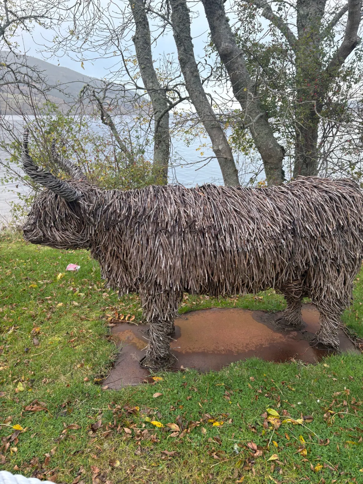 A life-size woven willow Highland cow standing on grass beside Loch Ness