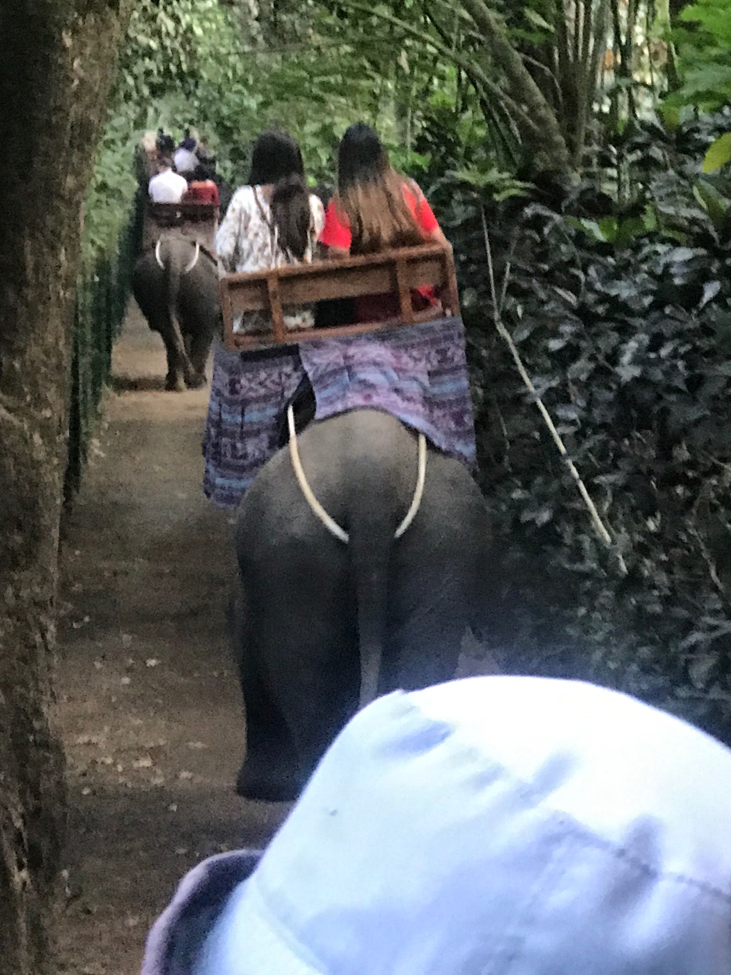 Riding through the Balinese jungle on elephant back in a line