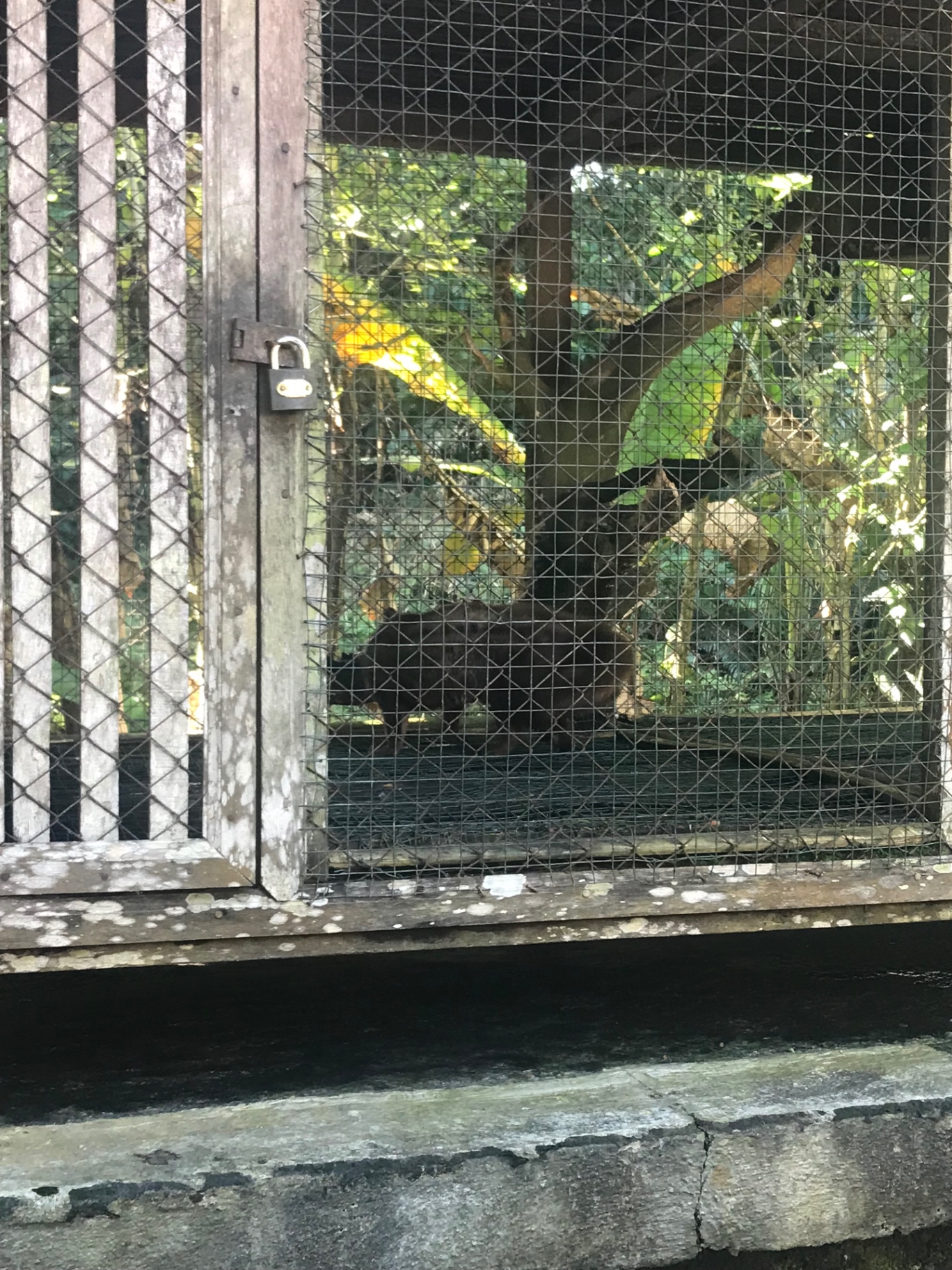 Civets in an enclosure at a Balinese luwak coffee plantation
