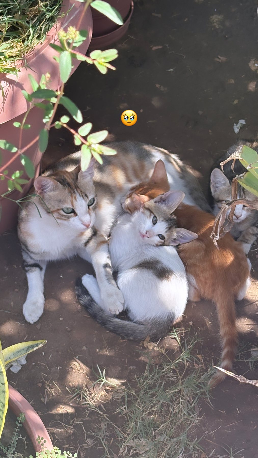 Cats resting in the shade among temple stones