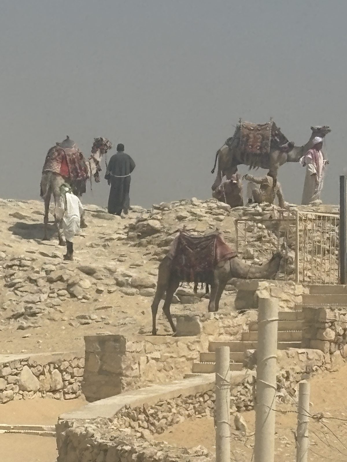 Camels resting on the Giza plateau