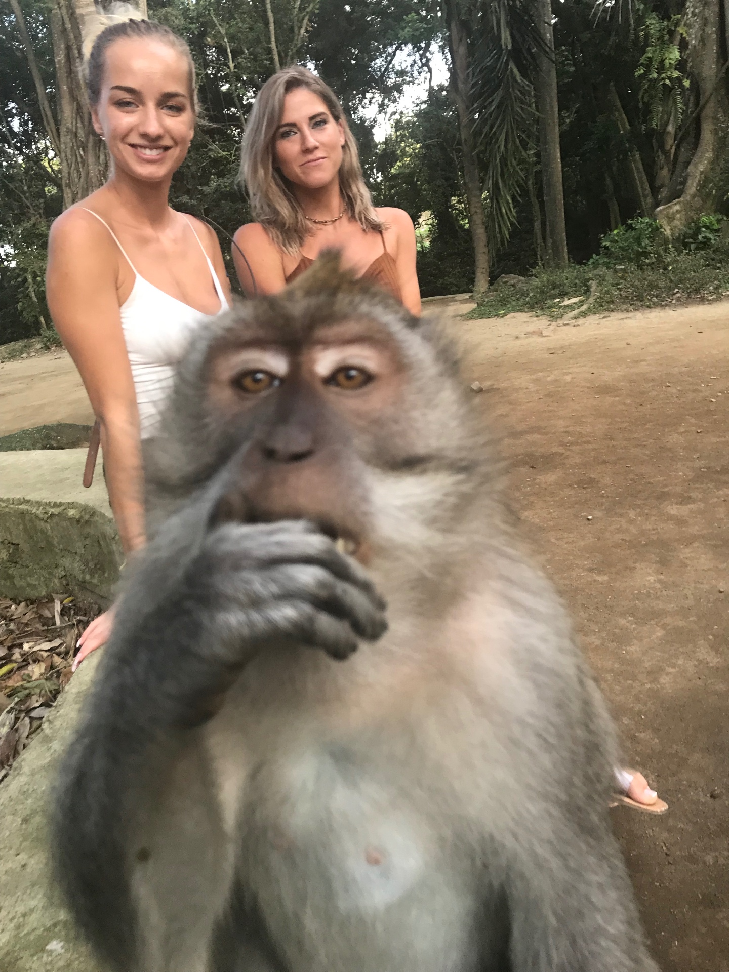 A long-tailed macaque taking a close-up selfie in the Ubud monkey forest