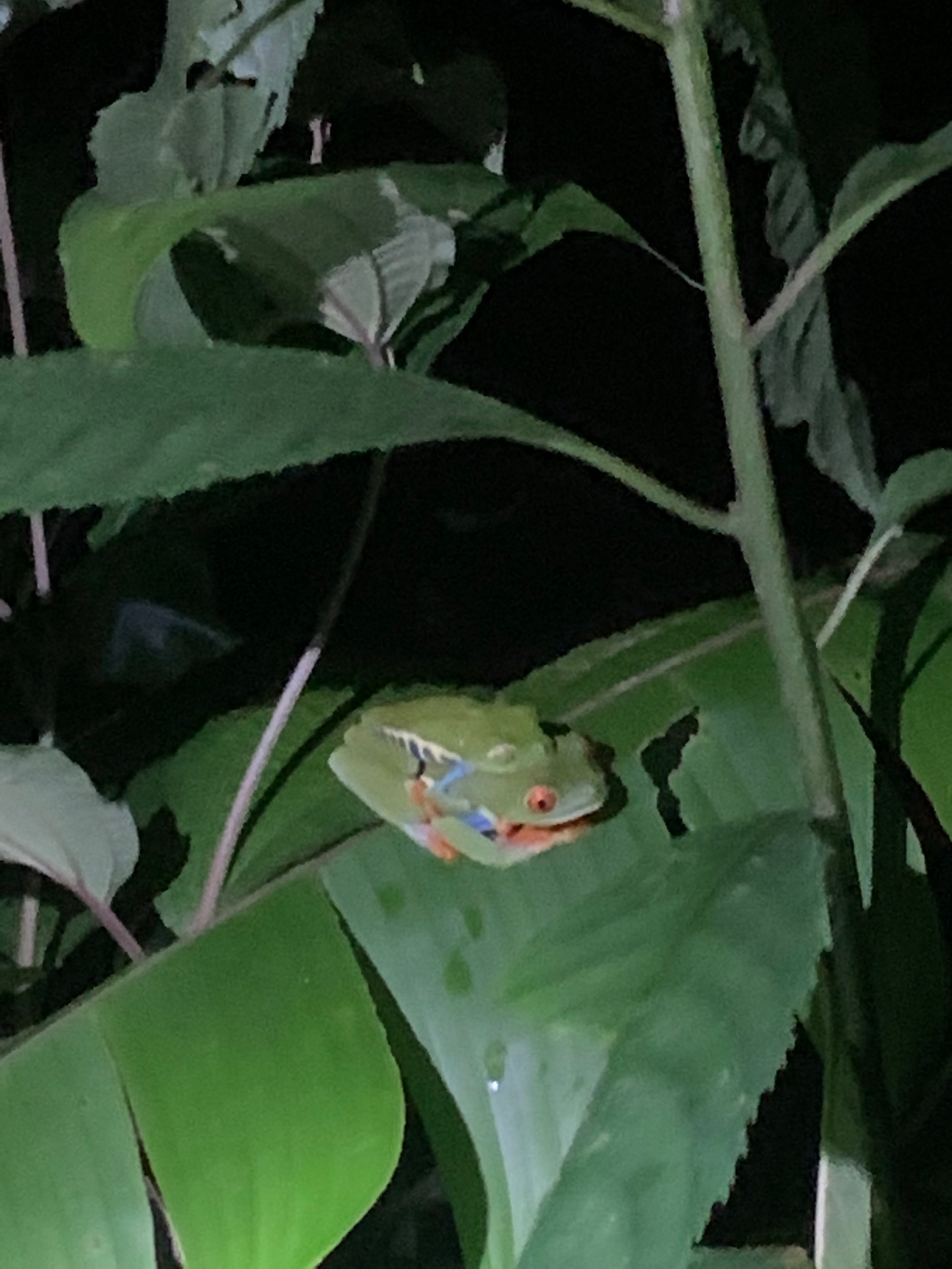A red-eyed tree frog resting on a green leaf at night